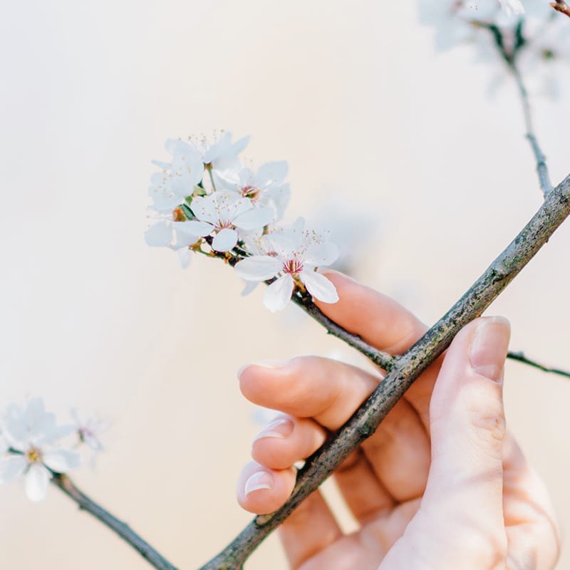 京都の寺社の桜